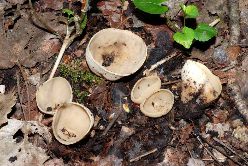 Oggi N� 2... 12 Giugno 2010